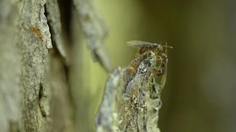 Carpenter Ant Queens Preparing for Flight 02 Stock Footage 77218595