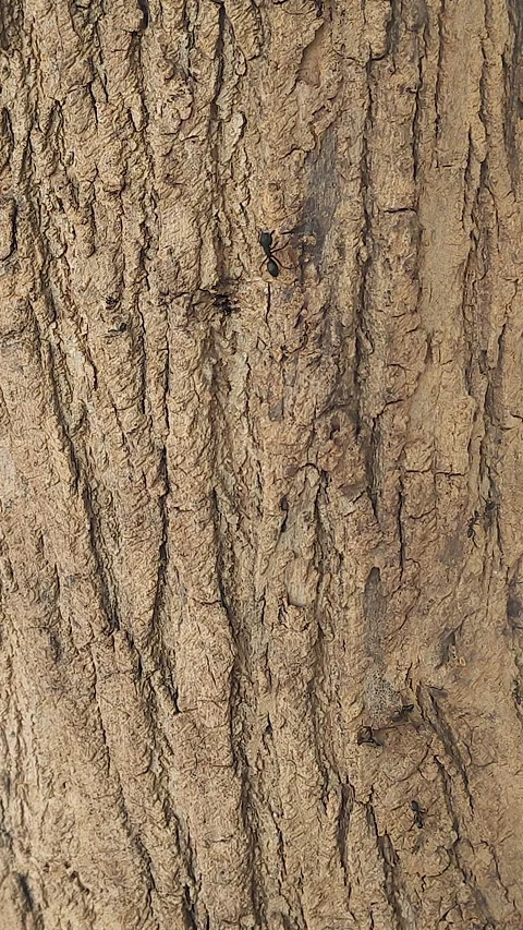 Carpenter Ant on Tree Bark Closeup Macro Wildlife India Forest Nature Insect Stock Footage 336799288