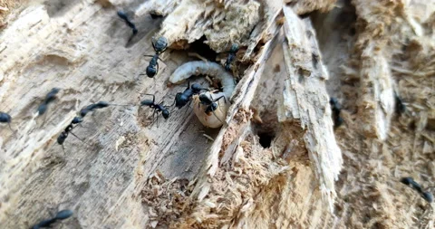 Carpenter ants attacking and killing larva of bark beetle, closeup view in Stock Footage 228782394