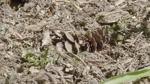 Carpenter ants building nest in forest soil Stock Footage 314072482
