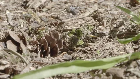 Carpenter ants building nest in forest soil Stock Footage 314072499