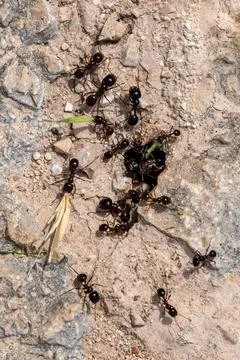 Carpenter ants, Camponotus spp, collecting leaves and grasses to take back .. Photos