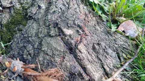 Carpenter Ants foraging Stock Footage 239211334