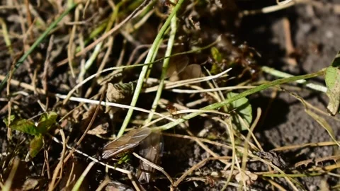 Carpenter Ants in grass Stock Footage 170856748