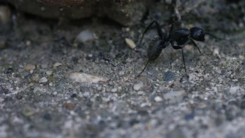Carpenter Ants Macro Stock Footage 161014174