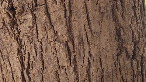 Carpenter Ants on Tree Bark Macro Footage for Ecology and Pest Control Concepts Stock Footage 336799155