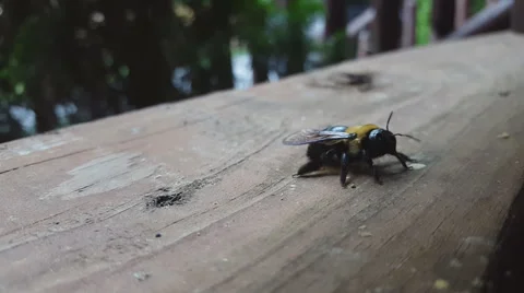 Carpenter Bee 2 Stock-Footage 64956248