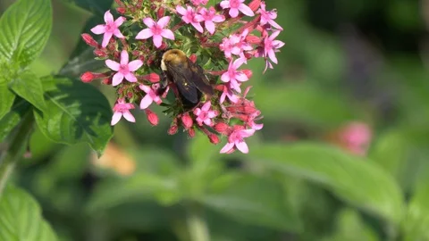 Carpenter bee (bumble bee) on a pink flower1 4K Stock-Footage 96086443