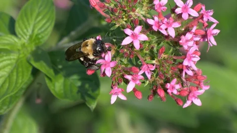 Carpenter bee (bumble bee) on a pink flower2 4K Stock Footage 96086445