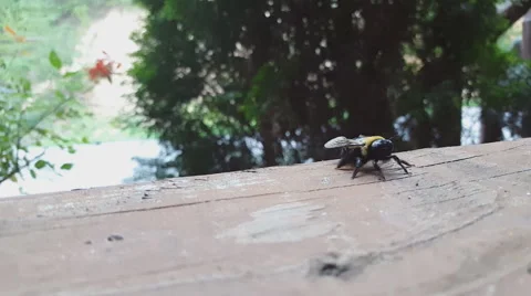Carpenter Bee Closeup Stock-Footage 64956277