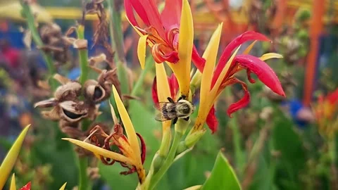 Carpenter Bee collecting pollen. Stock Footage 250101056