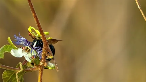Carpenter bee collecting pollen from purple white flower Stock Footage 340777045