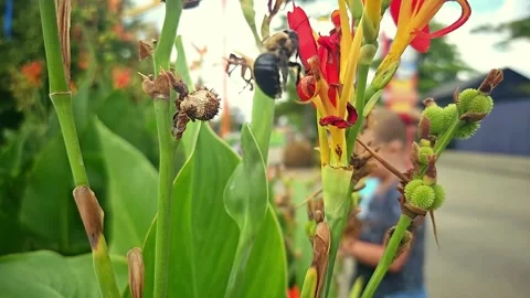 Carpenter Bee covered in pollen 4K Stock Footage 250100953