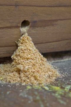 Carpenter bee damage Stock Photos