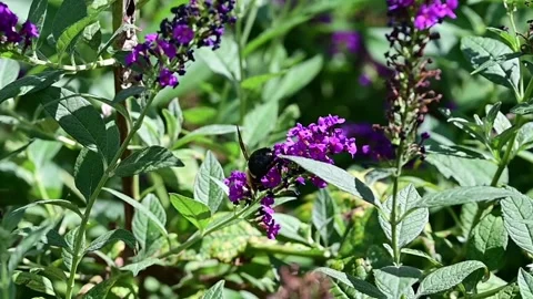 Carpenter Bee eating pollen Stock Footage 249553787