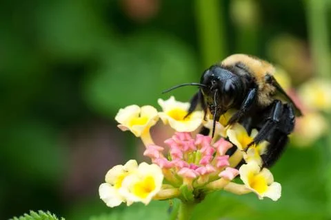Carpenter bee feeding close up Stock Photos