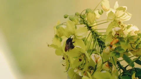 Carpenter bee feeding on yellow blossoms in slow motion macro; botanical Vídeo Stock 345700295