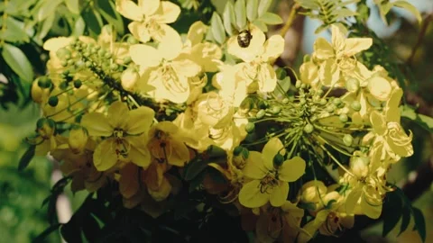 Carpenter Bee Feeding on Yellow Cassia Blossoms in Sunlit Garden Macro Slow Stock-Footage 342586404