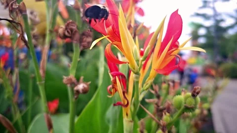 Carpenter Bee in flight, slow motion, in 4K! Stock Footage 250101338
