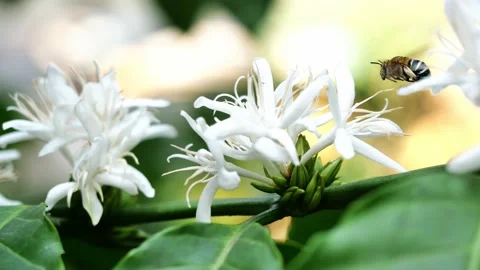 Carpenter Bee fliing to seeking nectar in Robusta coffee blossom on tree plant Stock Footage 169794173
