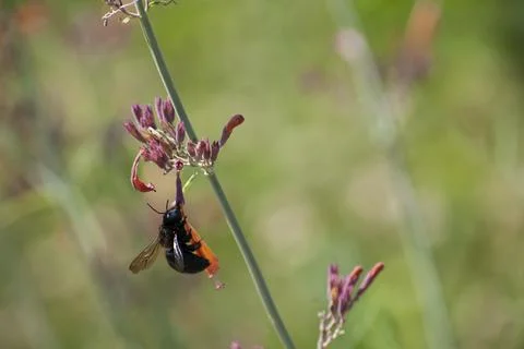 Carpenter Bee on a Flower Stock Photos