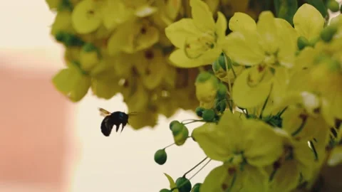 Carpenter Bee Flying to Hanging Yellow Blossoms Golden Backlight Pollination Stockbeeldmateriaal 345700299