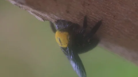 Carpenter Bee Stock Footage