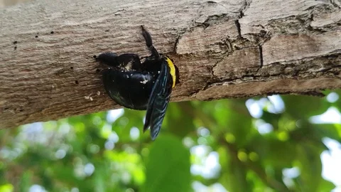 Carpenter bee Stock Footage 130038927