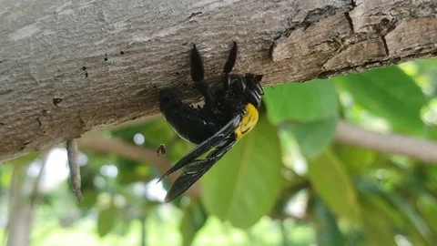 Carpenter bee Video stock 130038929