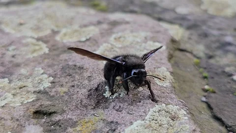  A carpenter bee Stock Footage 277362469