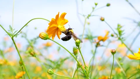 Carpenter bee 動画素材 344914642