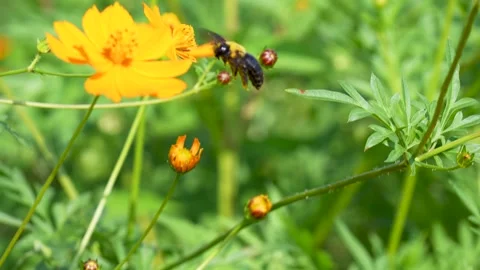 Carpenter bee 動画素材 344914655