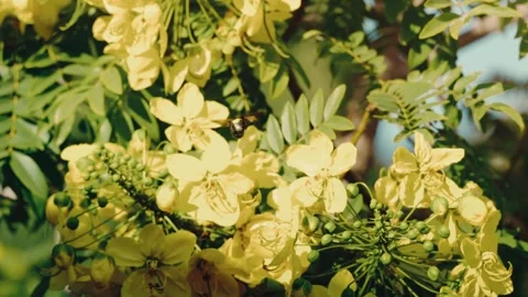 Carpenter bee foraging on bright yellow blossoms macro golden sunlight San Stock-Footage 342586314
