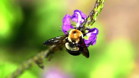 Carpenter bee foraging on vibrant purple flowers Stock Footage 295754513