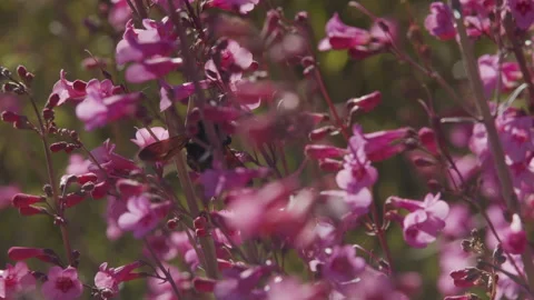 Carpenter bee gathering nectar from penstemon, 240 fps 4k Stock Footage 255987285