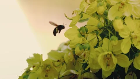 Carpenter Bee Gathering Nectar From Yellow Cassia Flowers Backlit Macro Slow Vídeo Stock 345700290