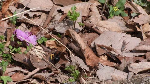 Carpenter bee grooming Stock Footage 82920281