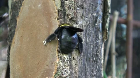 Carpenter Bee, Malaysia Stockbeeldmateriaal 130926523