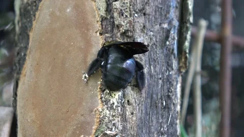 Carpenter Bee, Malaysia Vídeos de archivo 130926562
