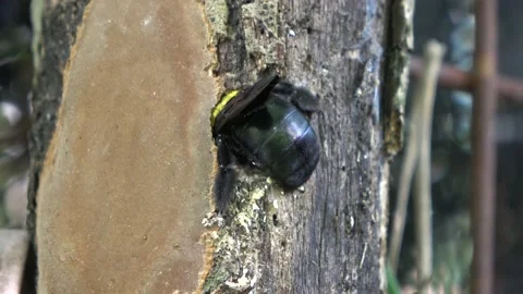 Carpenter Bee, Malaysia Видео 130926685