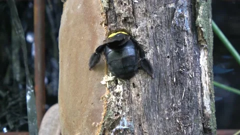 Carpenter Bee, Malaysia Stock-Footage 130926688