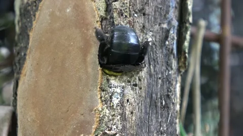 Carpenter Bee, Malaysia Vidéo 130926732
