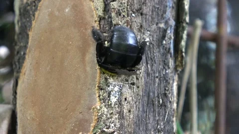Carpenter Bee, Malaysia 動画素材 130926795