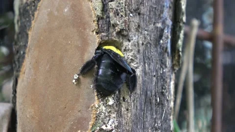Carpenter Bee, Malaysia Vídeo Stock 130926817