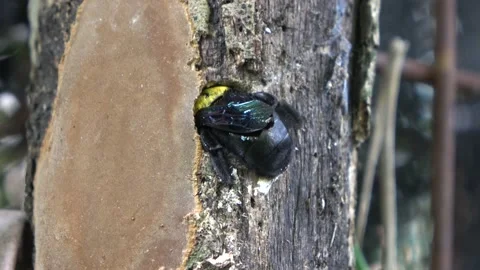 Carpenter Bee, Malaysia Stockbeeldmateriaal 130926850