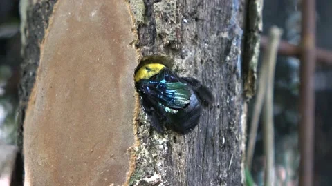 Carpenter Bee, Malaysia Stockbeeldmateriaal 130926884