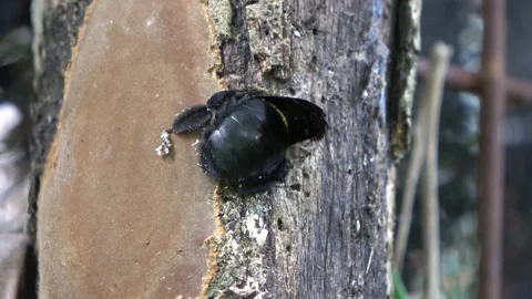 Carpenter Bee, Malaysia Stock Footage 130927887