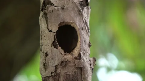 Carpenter bee, Malaysia Stock Footage 132539966
