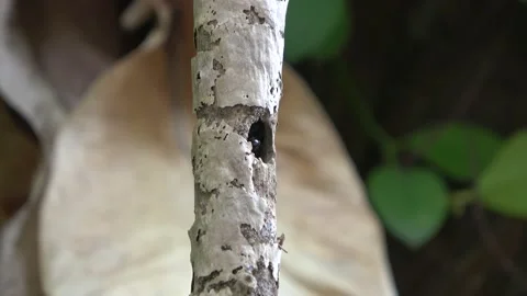 Carpenter bee, Malaysia Stock-Footage 132539975