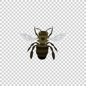 Carpenter bee, Male Eastern carpenter bee, Carpenter bumble Bee Stock Illustration